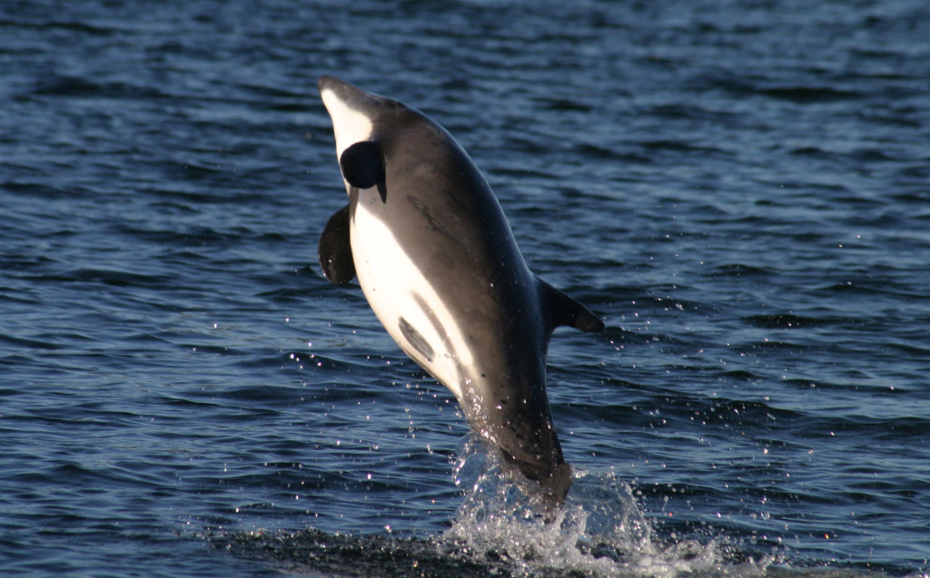 El delfín chileno, también conocido como delfín negro y tonina es una especie de cetáceo odontoceto de la familia Delphinidae que se encuentra en las costas de Chile.