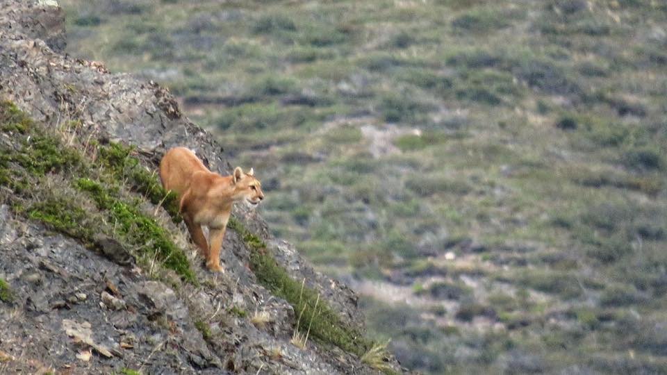 Puma de la Patagonia es parte de la Fauna en Chile