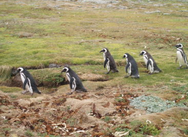 Pinguineras del Seno Otway