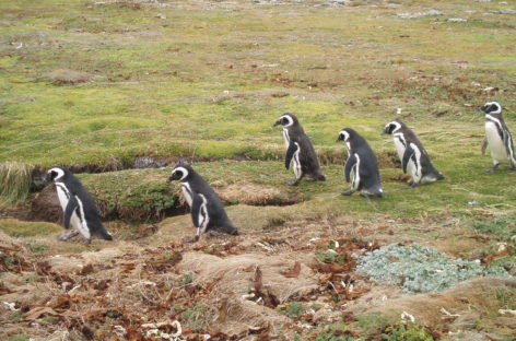 Pinguineras del Seno Otway
