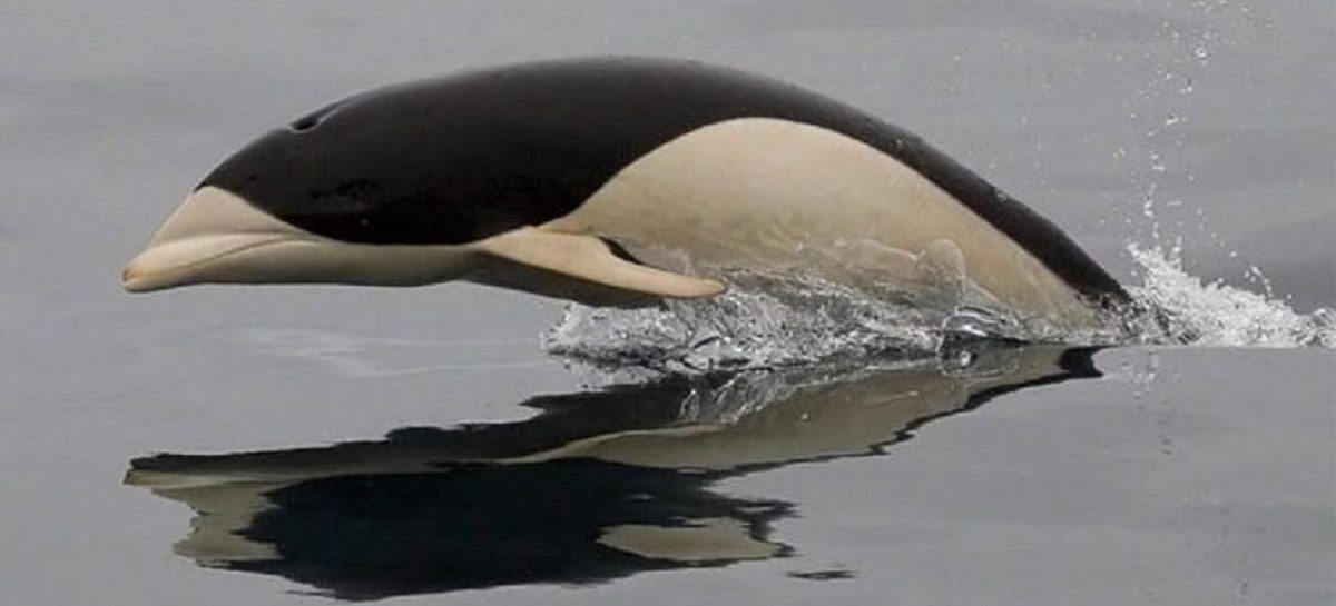Delfines lisos en El Estrecho de Magallanes