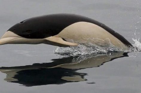 Delfines lisos en El Estrecho de Magallanes