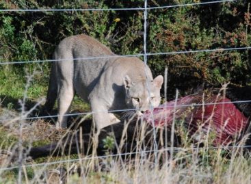 Nueva Regulazcion para el avistamiento de Pumas en Torres del Paine.