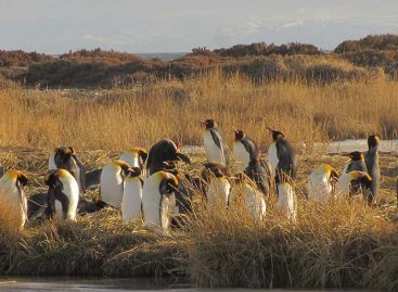 La Ciudad de Porvenir y El Parque Pinguino Rey.
