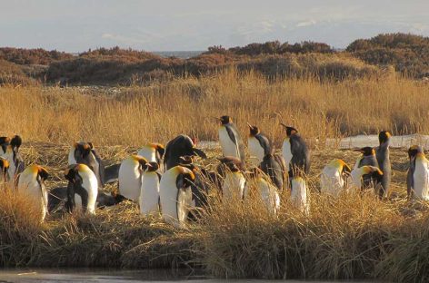 La Ciudad de Porvenir y El Parque Pinguino Rey.